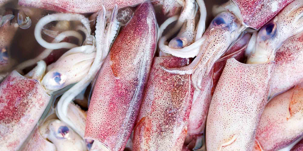 The Guide to Buying the Best Squid Fishing Lights