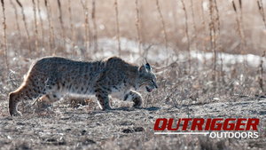 Get that bobcat you've always wanted.