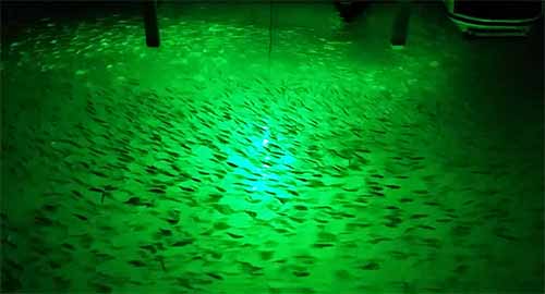 70w Waterproof Glowing Boat Fish Attractants Green Lure Fishing Lights With  Charger Plug