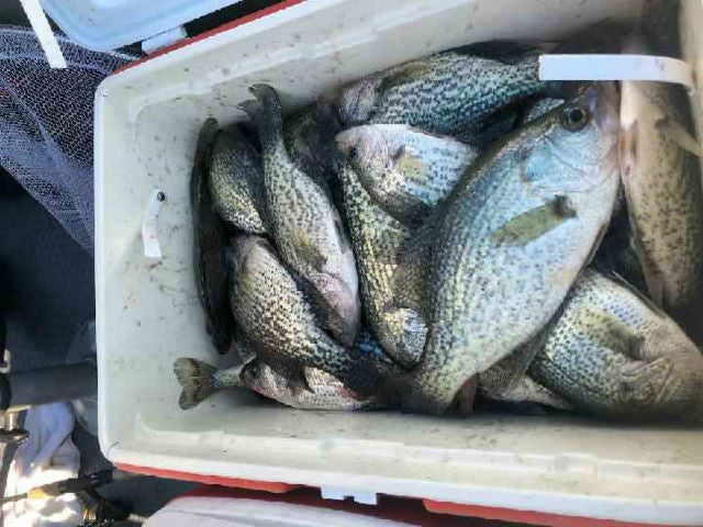 Crappie trolling rigs