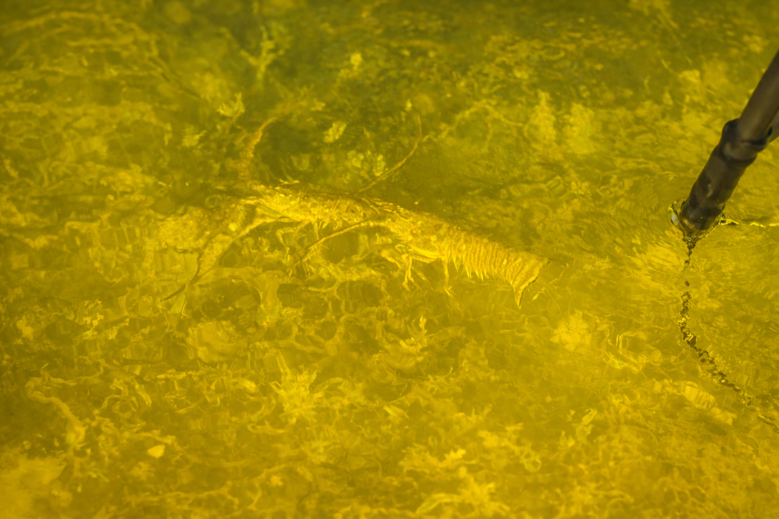 Bully Netting Lights illuminating lobster