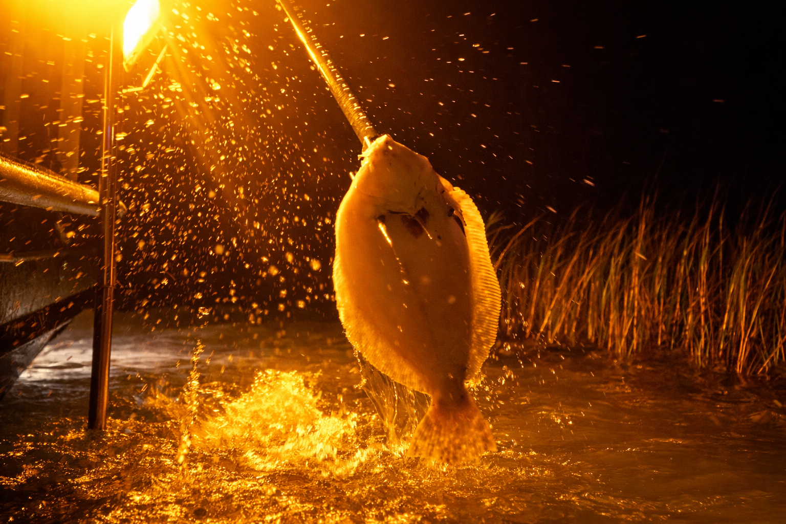 flounder gigging lights and gigs in action