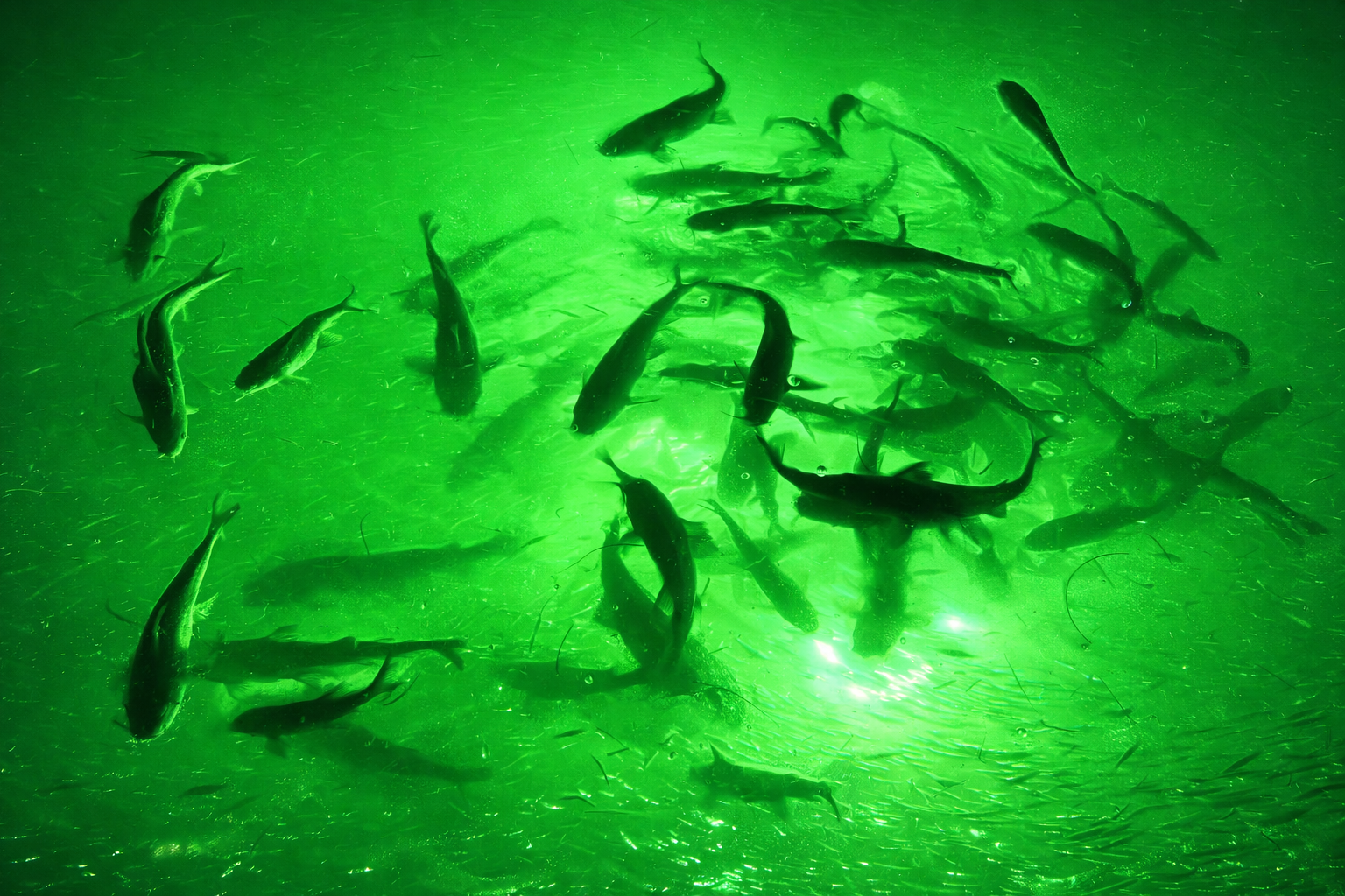 Outrigger Outdoors Underwater Green Fishing Lights in Action