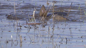 Bowfishing the Carp Spawn