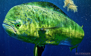 The Guide to Buying the Best Offshore Fishing Lures
