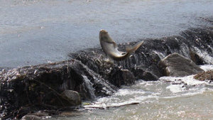 Freshwater Rain and Thunderstorms: How it Effects Bay Fishing