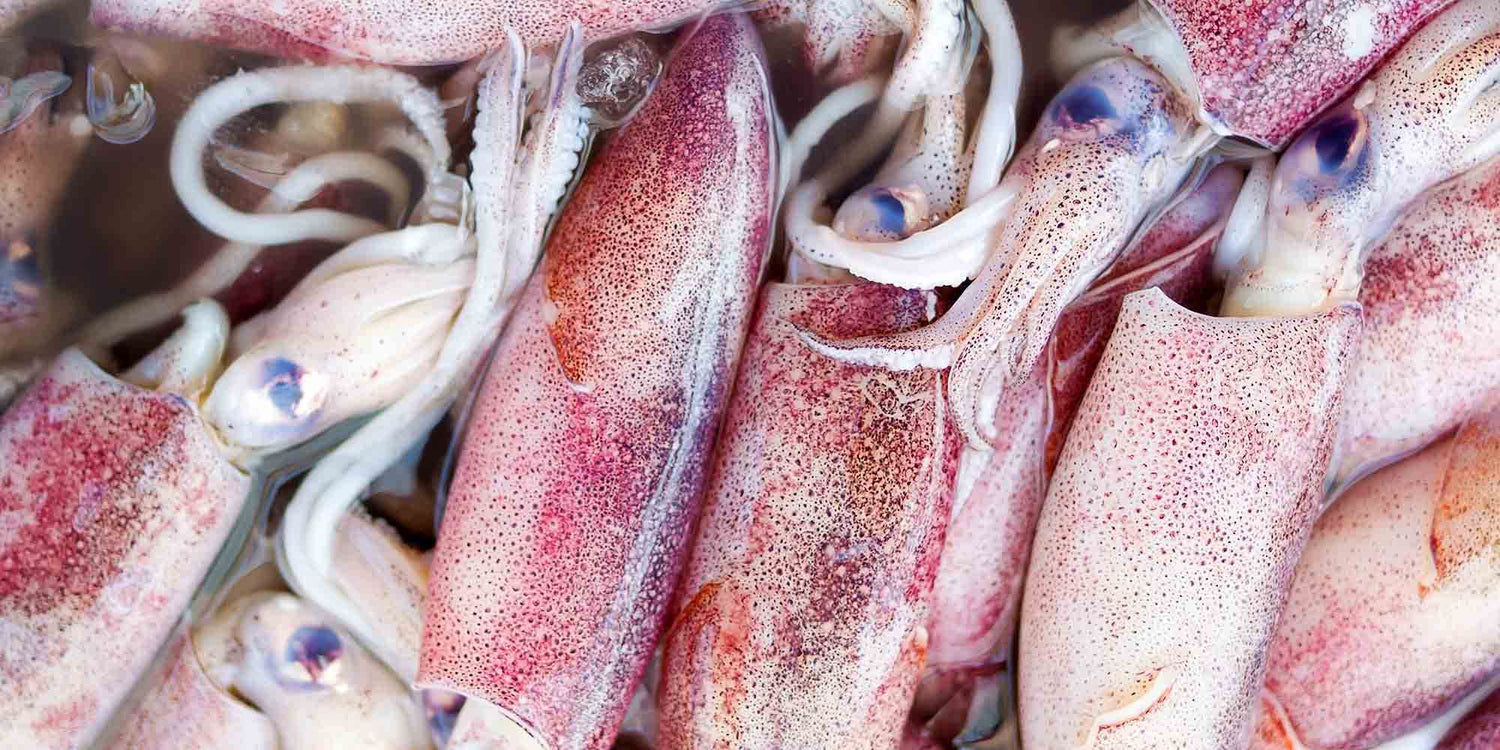 Guide to Buying the Best Squid Fishing Lights
