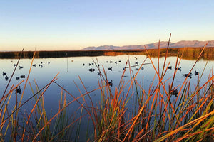 The Best Decoy Spreads to Land More Ducks