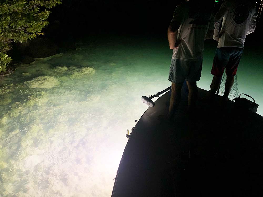 how to find the best bully netting lights