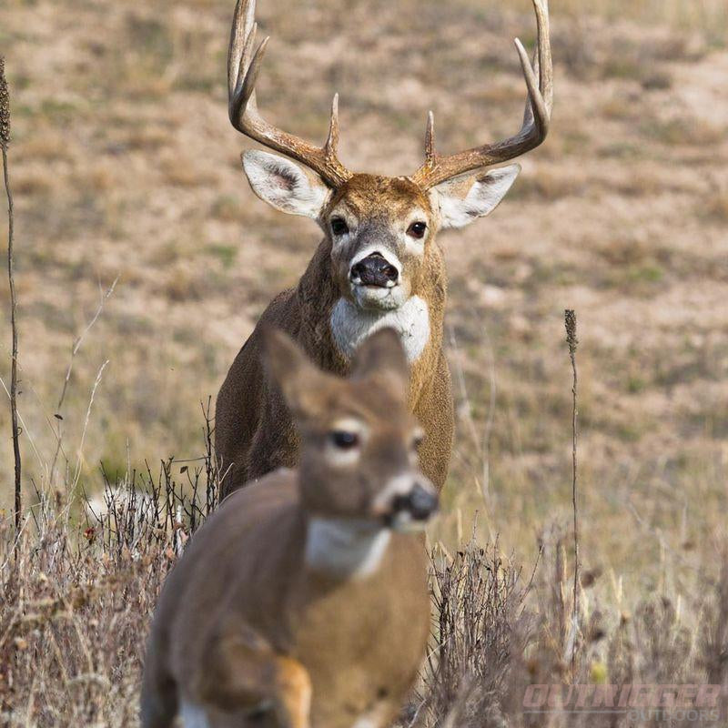the rut in deer hunting