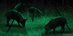 What is the Best Bow Light for Night Hunting?
