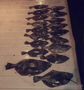 The Fall Flounder Run: A Drop in Temperature Kicks Off Fall Fishing