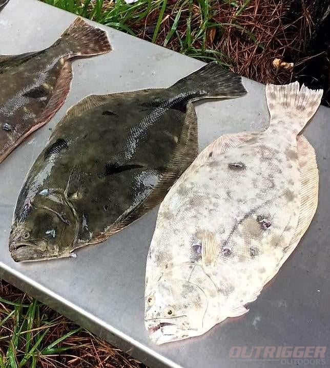 Rare Flounder Colorations Along the Southeast Coast