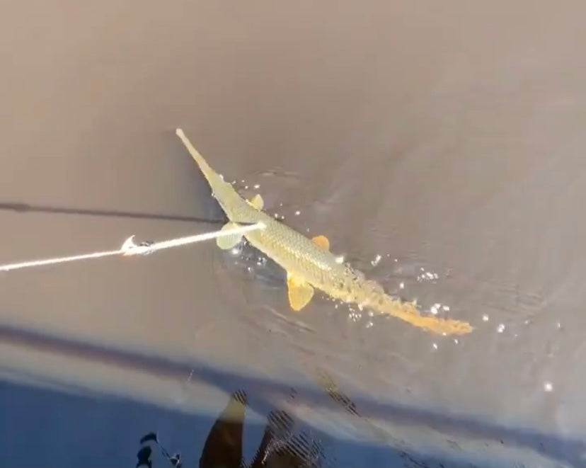 The Guide to Buying the Best Bowfishing Arrow For Sale