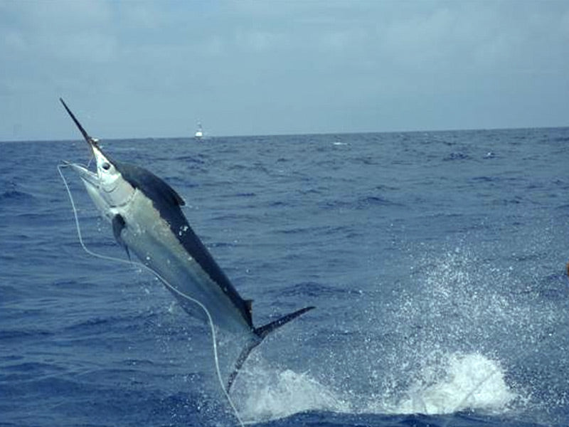 5 tips to offshore fishing