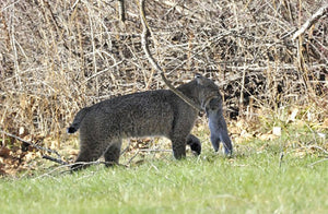 Predator Calling: How to Call Bobcats Day or Night