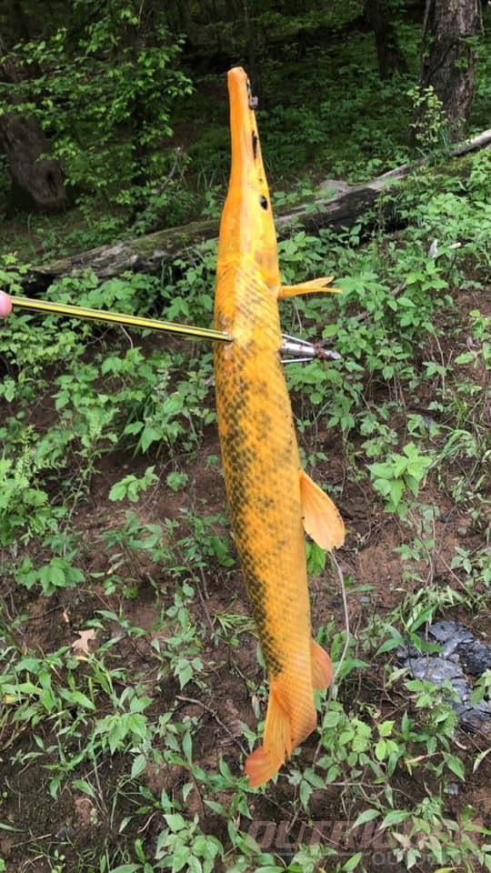 Bowfishing Gar