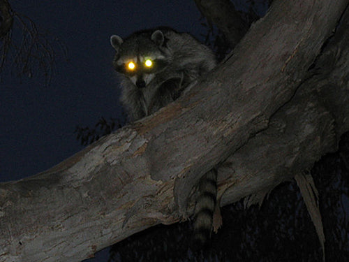 Coon Hunting: The Complete Guide