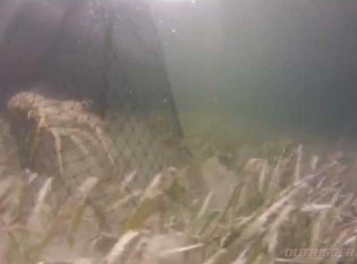 Bully Netting for the Florida Lobster
