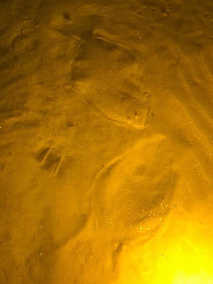 flounder gigging regulations