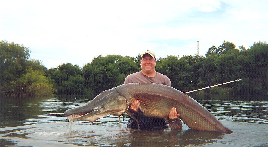Big Alligator Gar