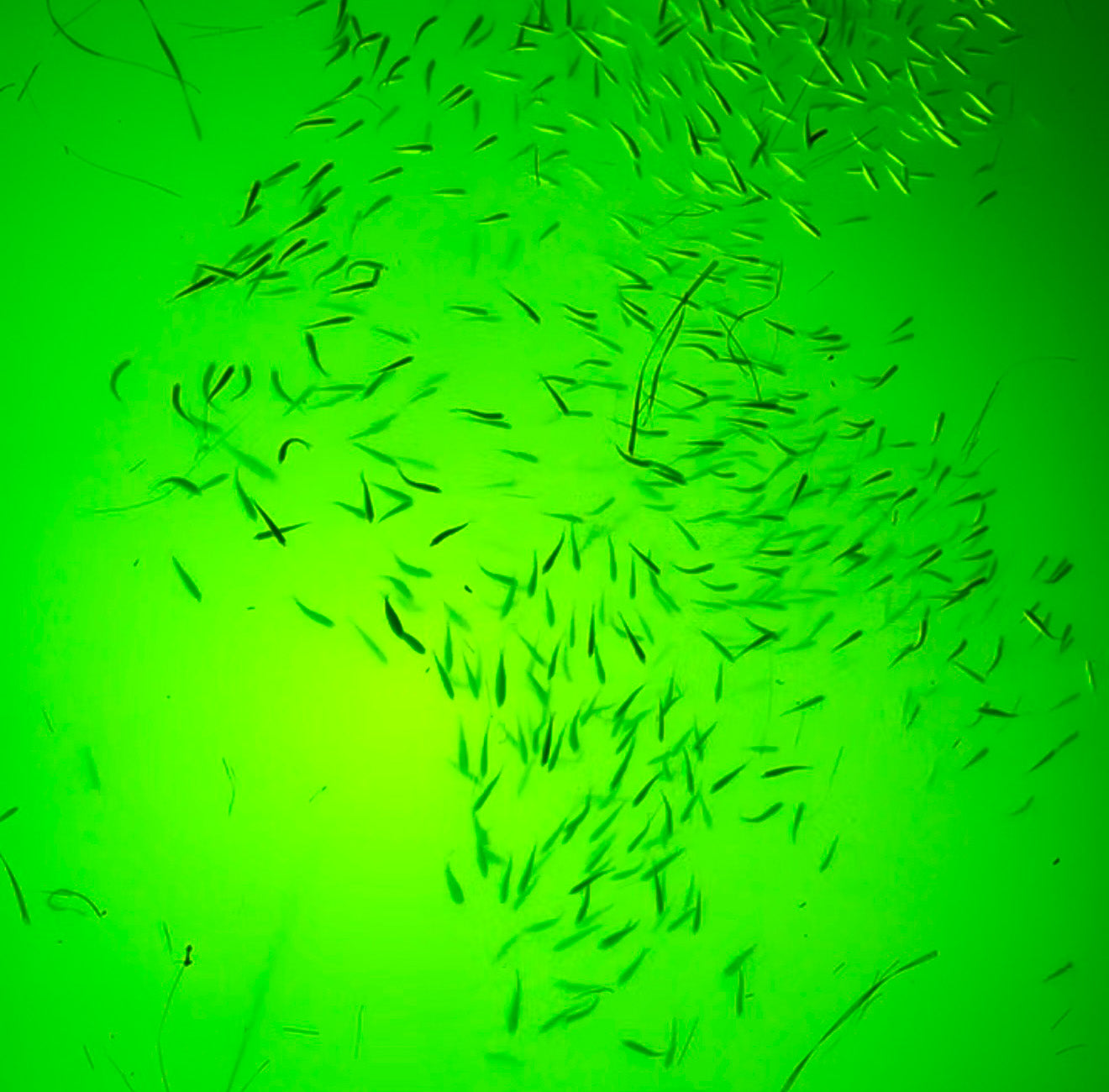 Mega Series Underwater Green Fishing Light attracting baitfish under dock at night