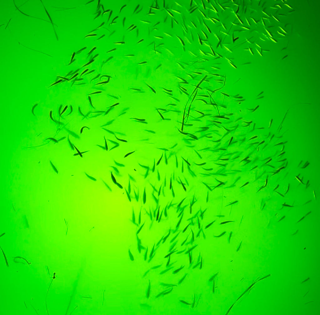 The Ultimate Guide to Underwater Green Fishing Lights: How They Work and Why Anglers Swear by Them