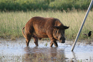 Pig Hunting: 5 Proven Tips to See More Wild Pigs
