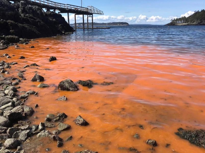 The Red Tide Exposed - Plan Your Fishing Trips Accordingly
