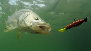 Snook Fishing: How to Catch More Snook