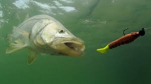 How To Catch More Snook Fish