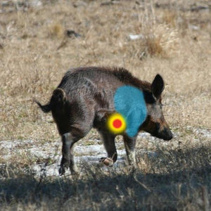 Where to Aim when Hog Hunting