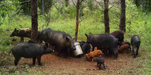 Finding the Best Wild Hog Bait Attractant