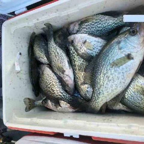 crappie fishing lights and gear